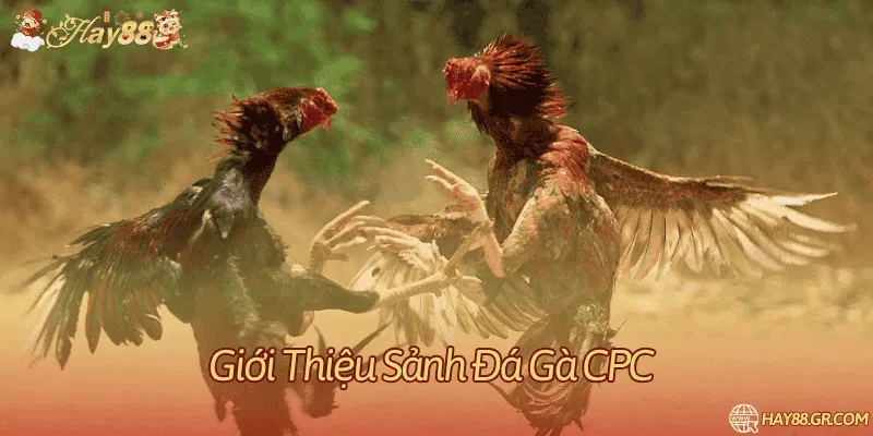 Cập nhật các thông tin liên quan đến đá gà trực tuyến CPC 