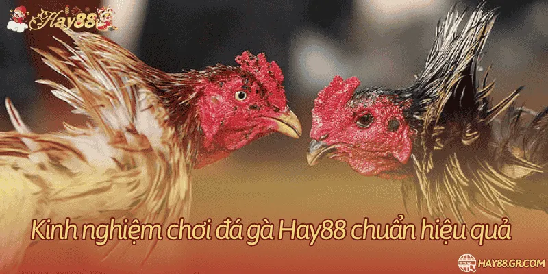 Kinh nghiệm cược chọi gà 100% thắng