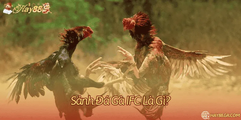 Giới thiệu về sảnh đá gà giao diện hiện đại IFC 